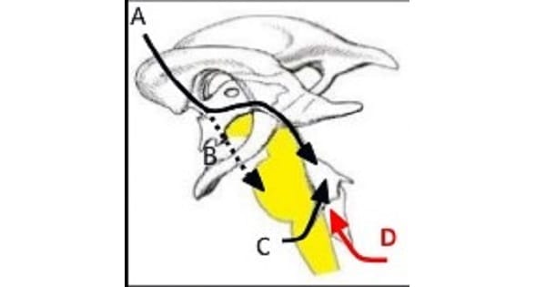 Image Based Question