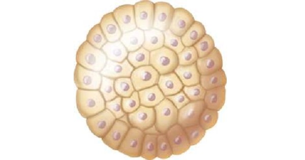 Image Based Question