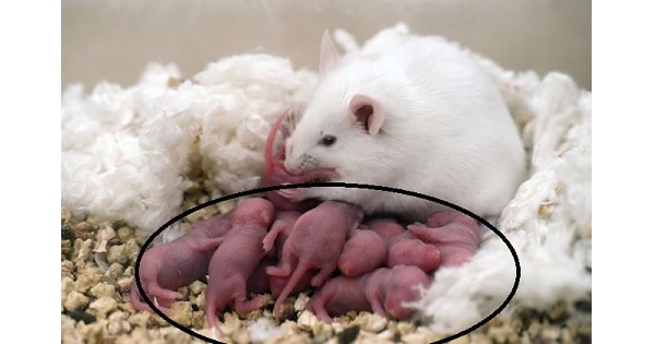 Image Based Question