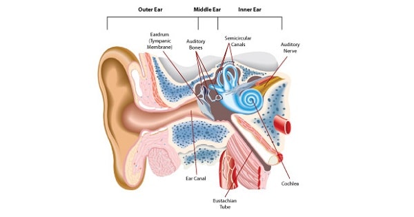 Middle ear Anatomy