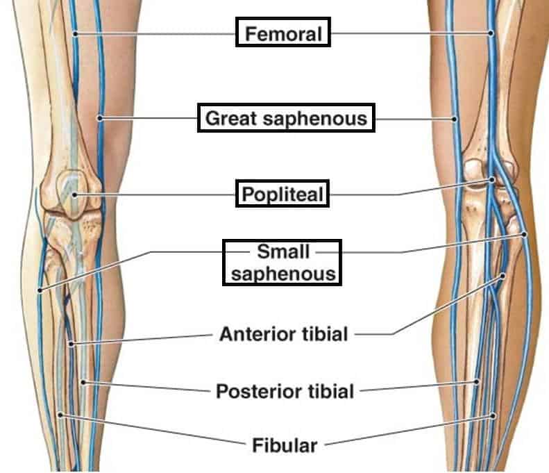 Venous drainage of lower limb