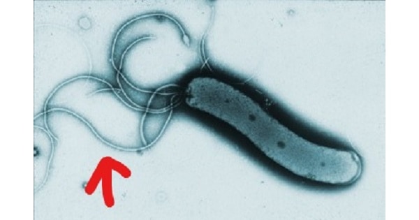 Image Based Question
