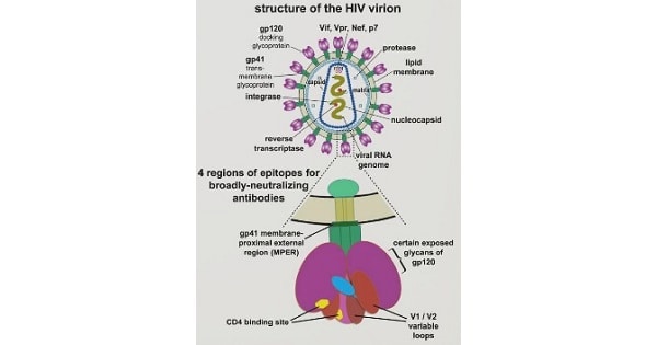 Lungs in hiv - New