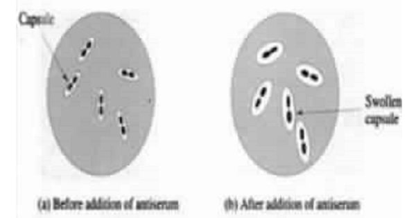 Image Based Question