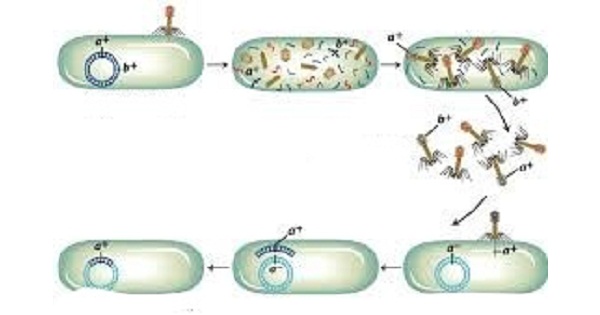 Image Based Question