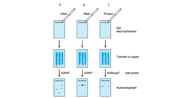 Image Based Question