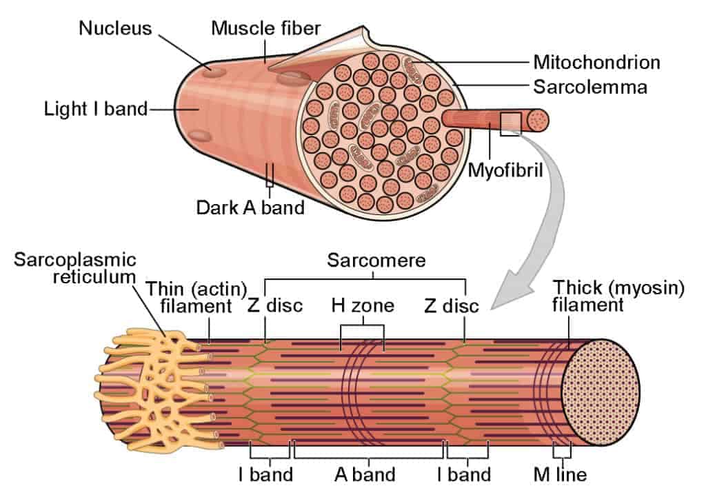 SKELETAL MUSCLE PHYSIOLOGY - STRUCTURE & TYPES OF MUSCLE FIBERS - www