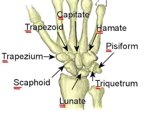 BONES OF HAND- CARPAL - www.medicoapps.org