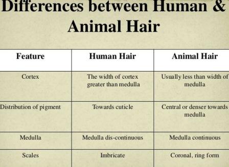 Hair: Examination, Importance, & difference between Human Hair Vs. Animal  Hair 