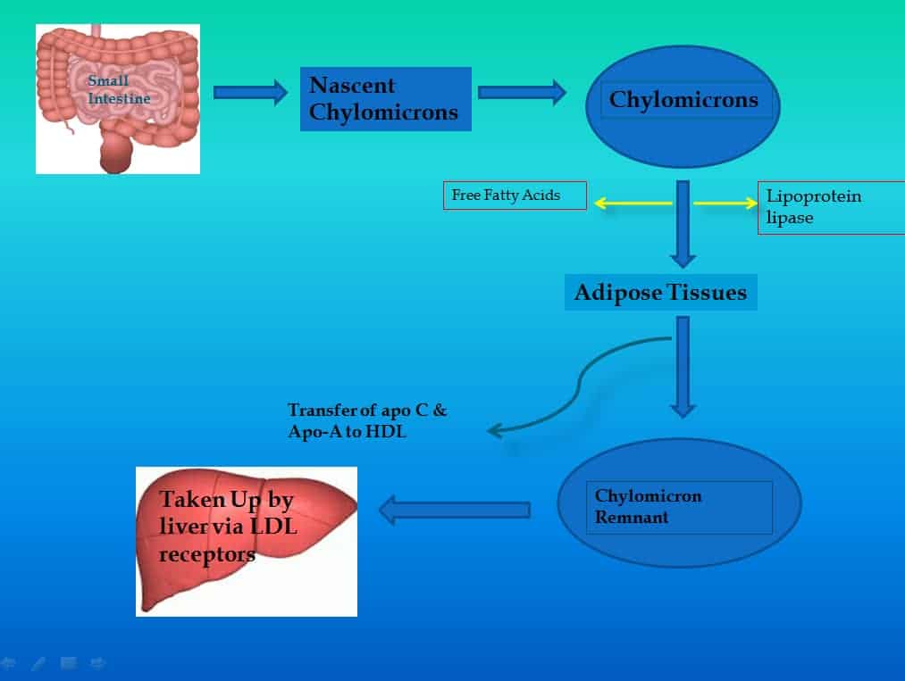 Metabolism of Chylomicron