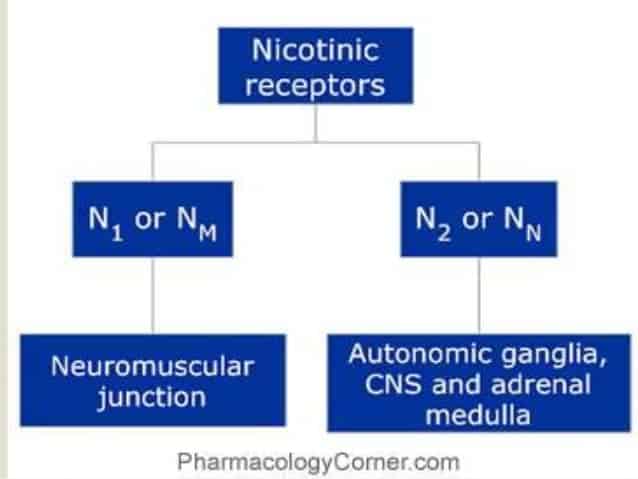 cholinergic-receptors-new
