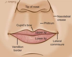 Limbus Labiale lip anatomy - www.medicoapps.org