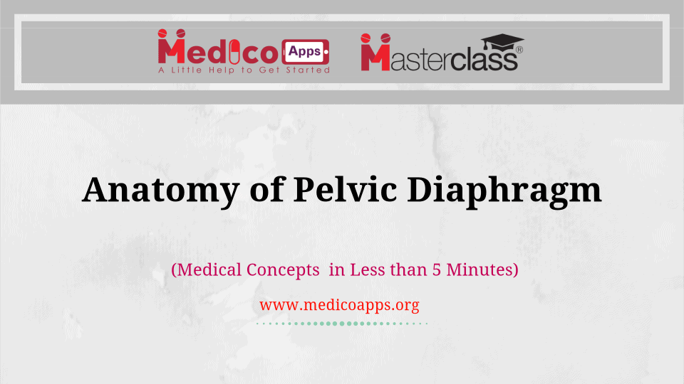 Pelvic Diaphragm [Explained in Less than 3 Minutes]